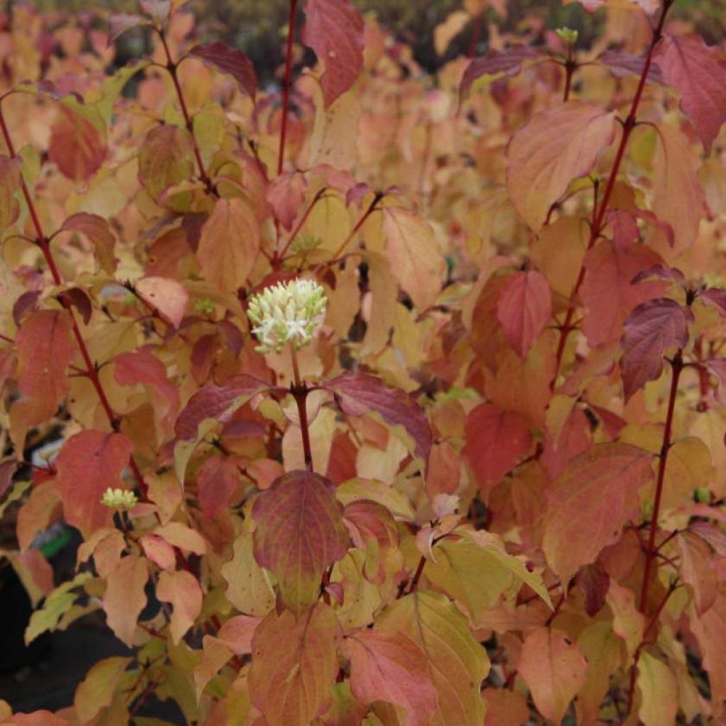 Cornus sanguinea Winter Beauty -Cornouiller sanguin