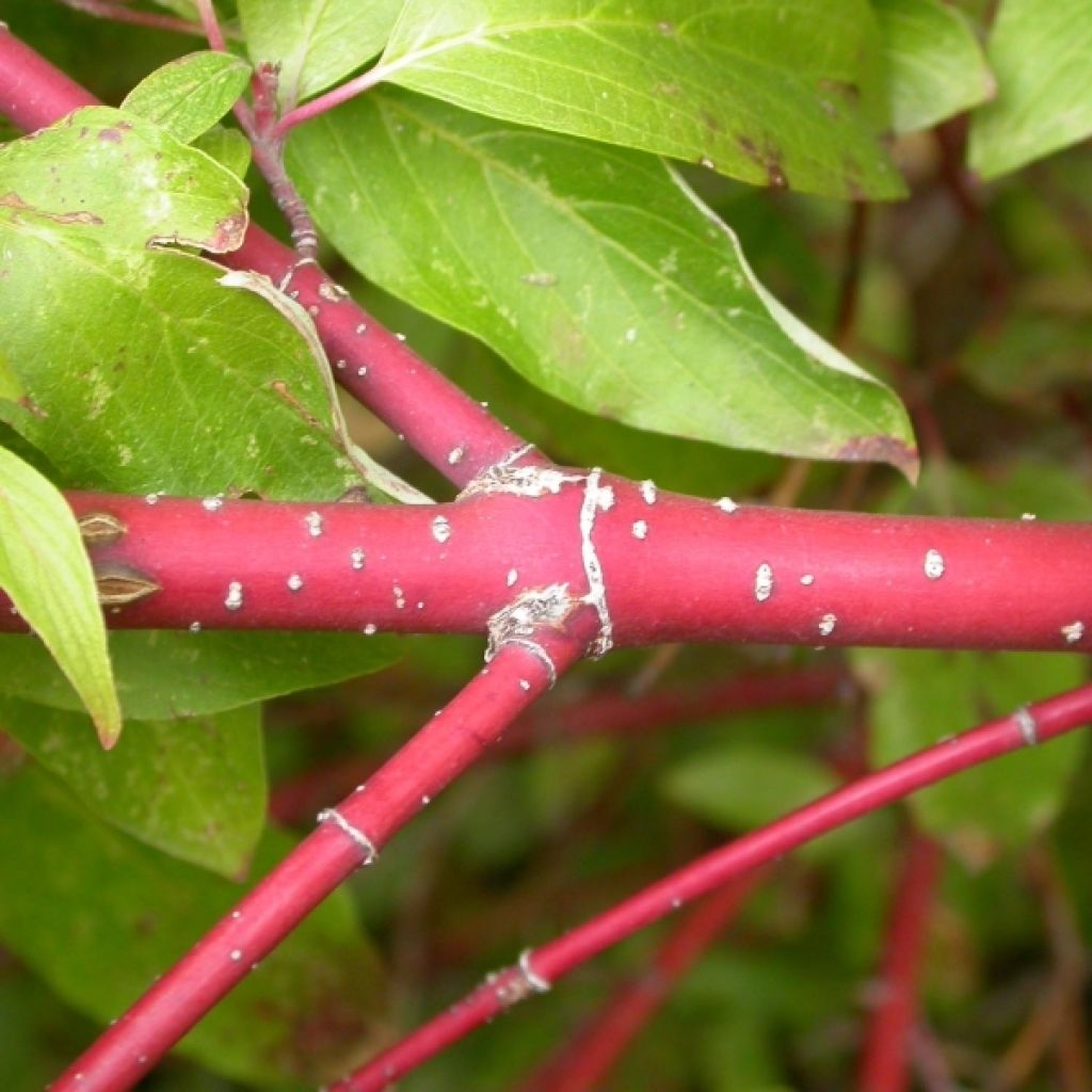 Cornus sericea Kelseyi - Cornouiller stolonifère