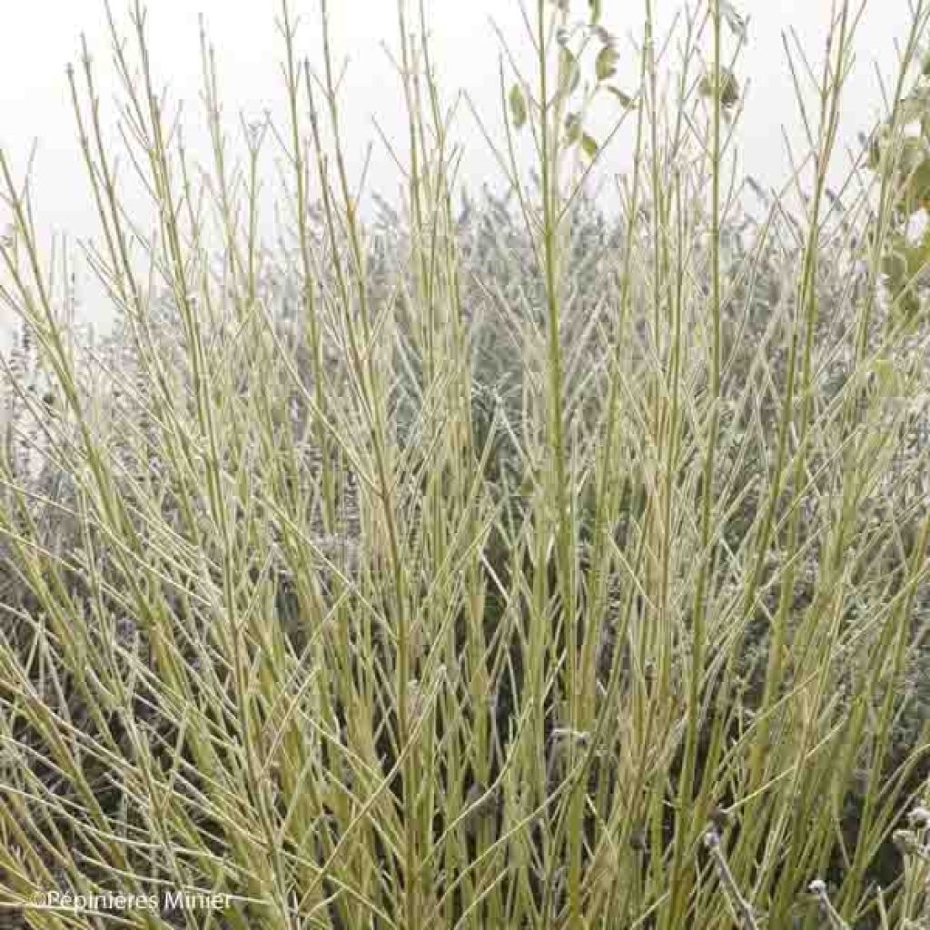 Cornus stolonifera Flaviramea - Cornouiller à bois jaune