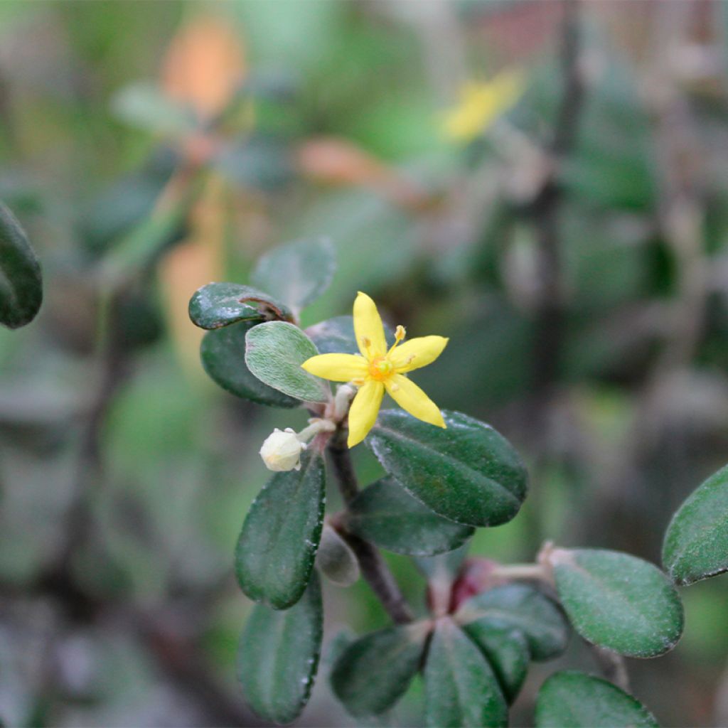 Corokia virgata Frosted Chocolate