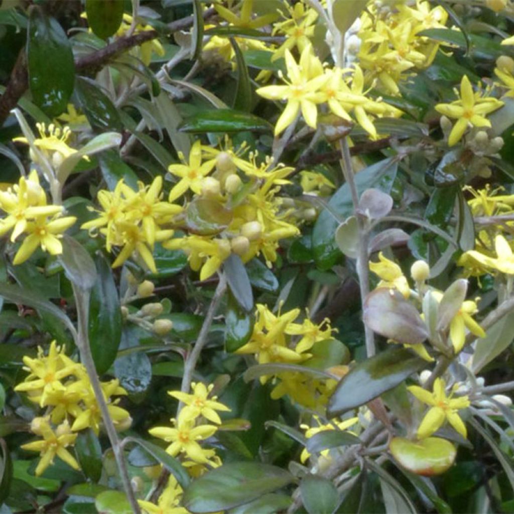 Corokia virgata Frosted chocolate - Corokie