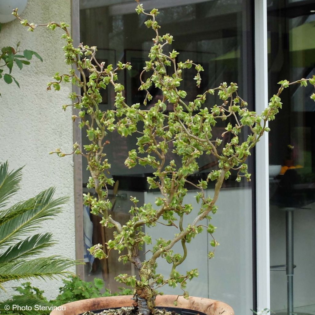 Corylus avellana Scooter - noisetier nain tortueux