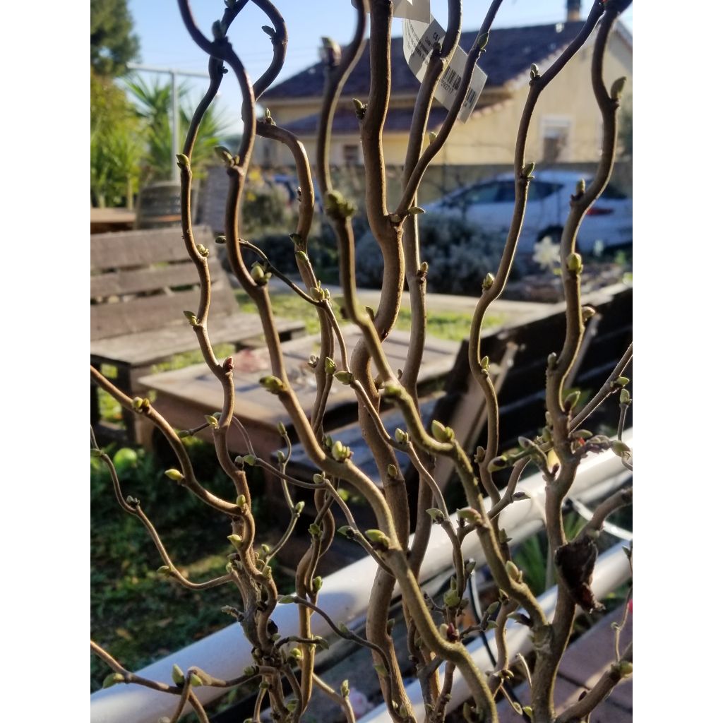 Corylus avellana Scooter - noisetier nain tortueux