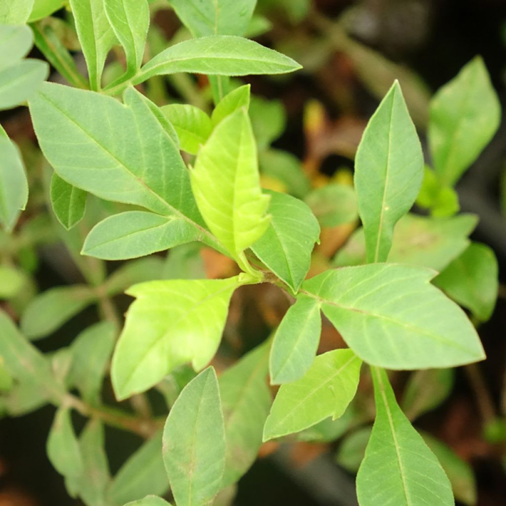 Cosmos chocolate Eclipse