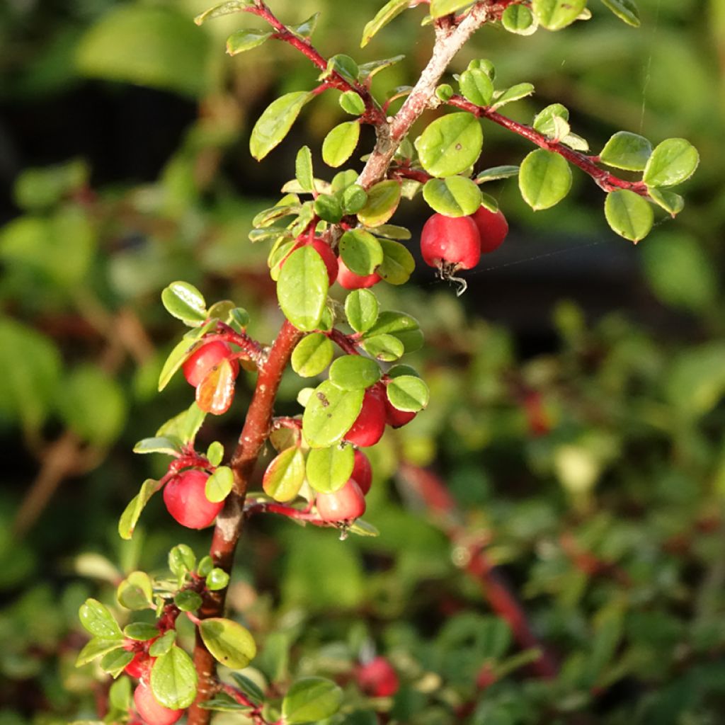 Cotoneaster procumbens Streibs Findling - Cotoneáster-rasteiro
