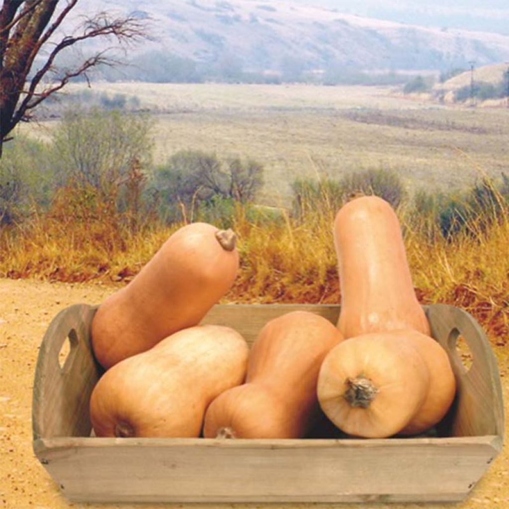 Courge Butternut Waltham