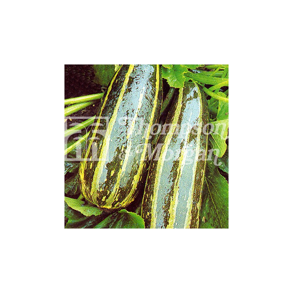 Courge Long Green Striped