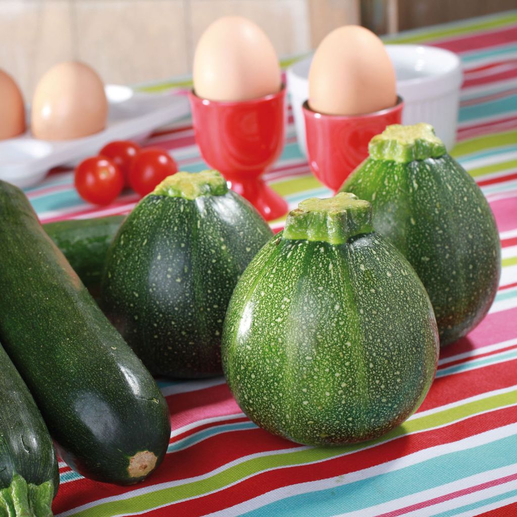 Courgette ronde de Nice F1 en plants - Cucurbita pepo