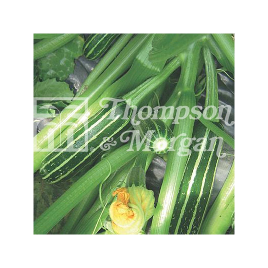 Courgette Safari F1