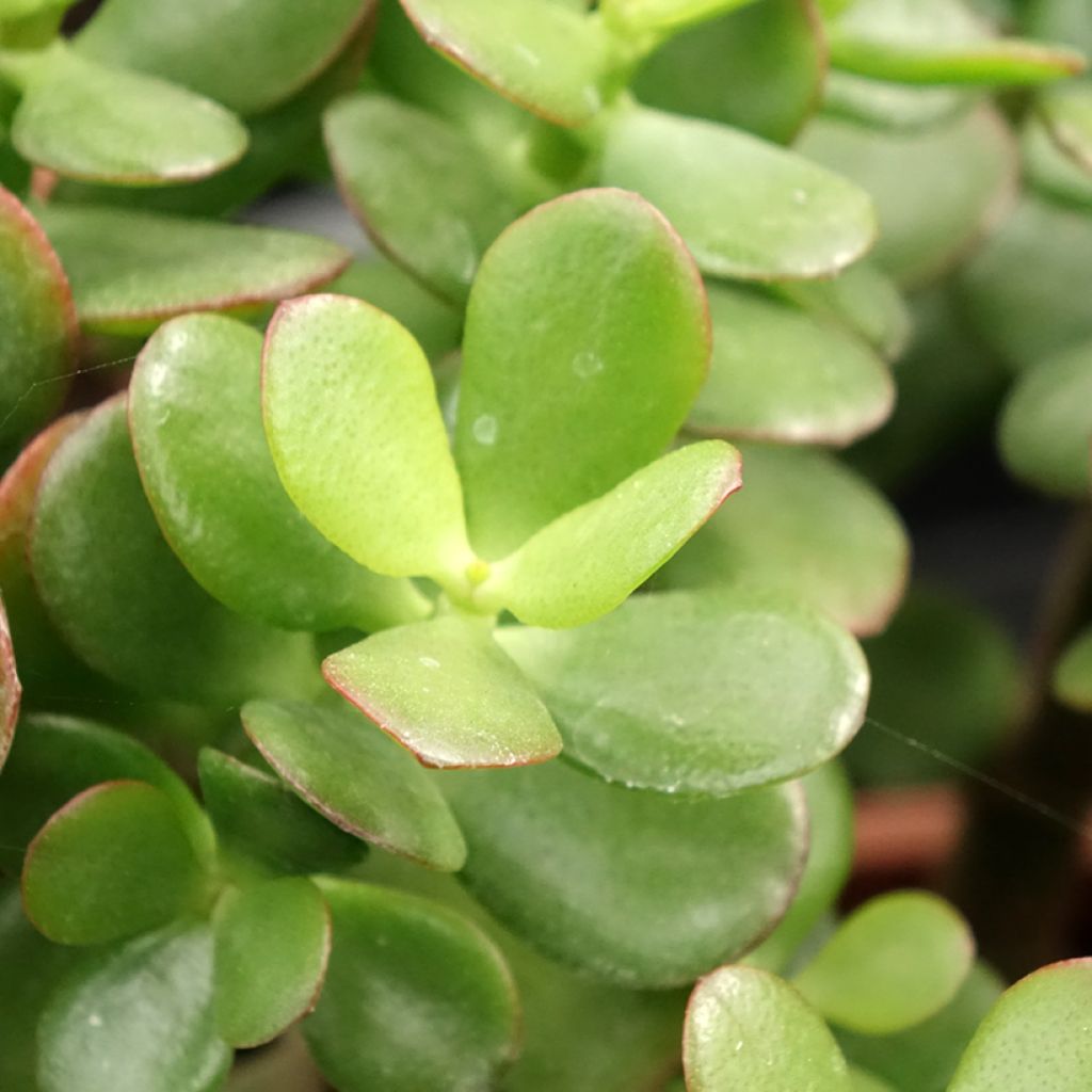 Crassula ovata Minor