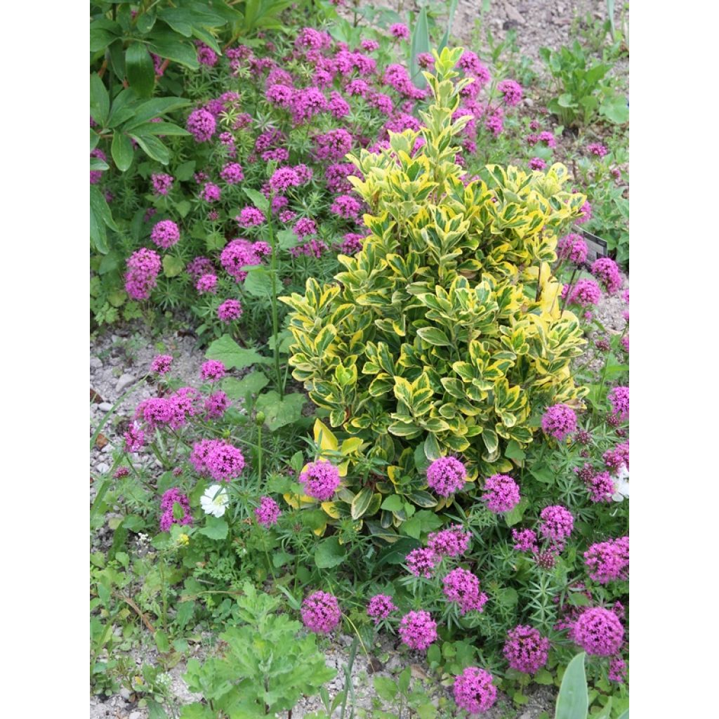 Crucianelle - Phuopsis stylosa