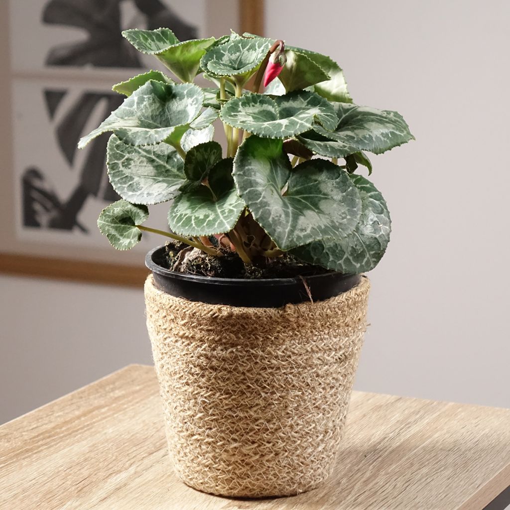 Cyclamen de Perse rouge