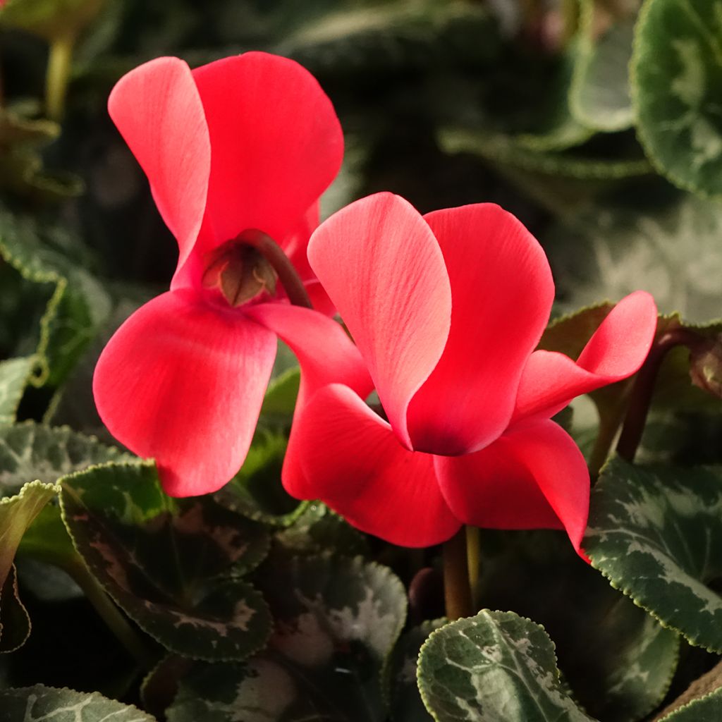 Cyclamen de Perse rouge