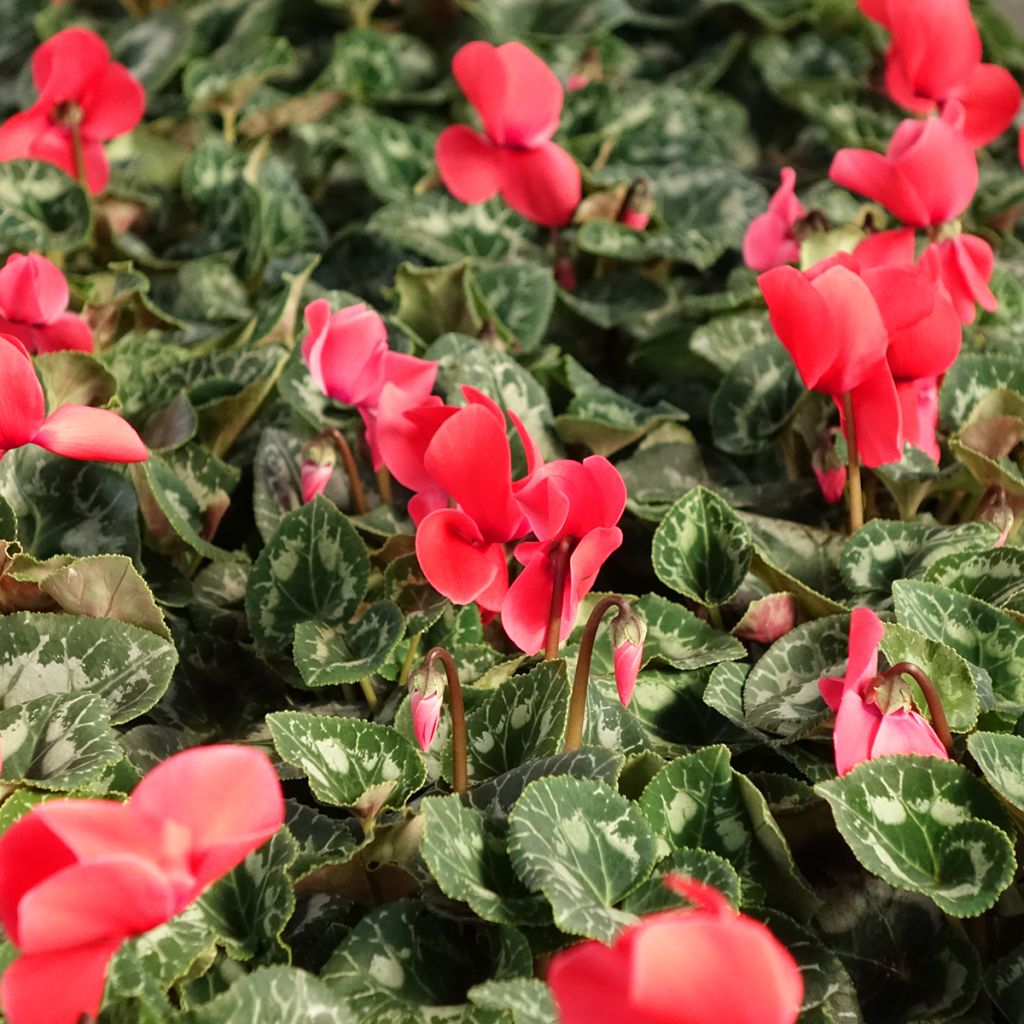 Cyclamen de Perse rouge