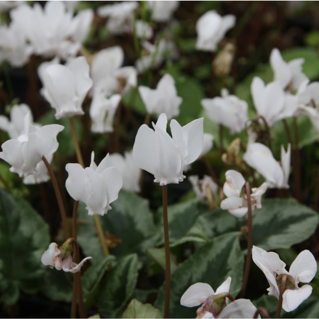 Cyclamen de Naples blanc