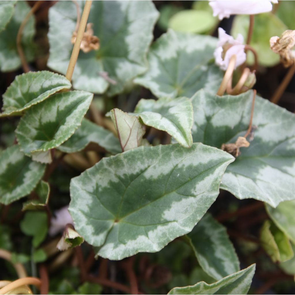 Cyclamen de Naples blanc