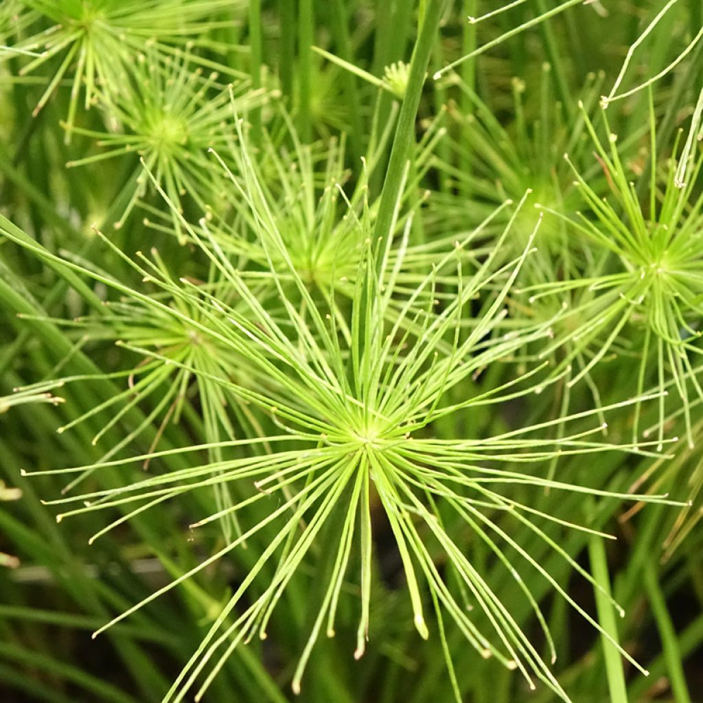 Cyperus prolifer