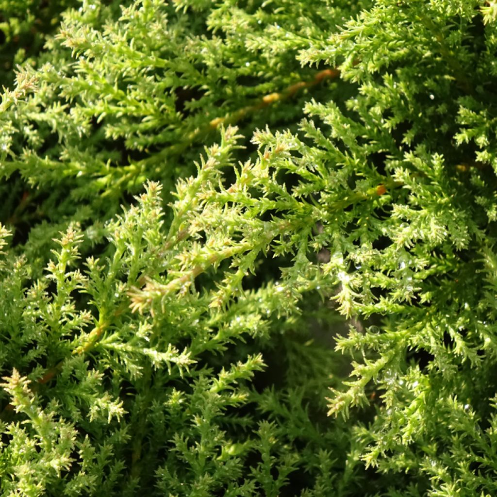 Microbiota decussata Fuzzball