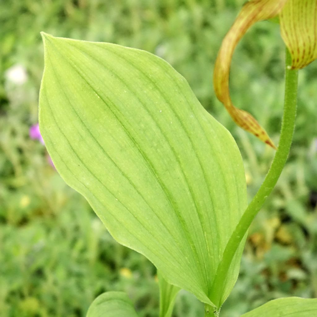Cypripedium Inge