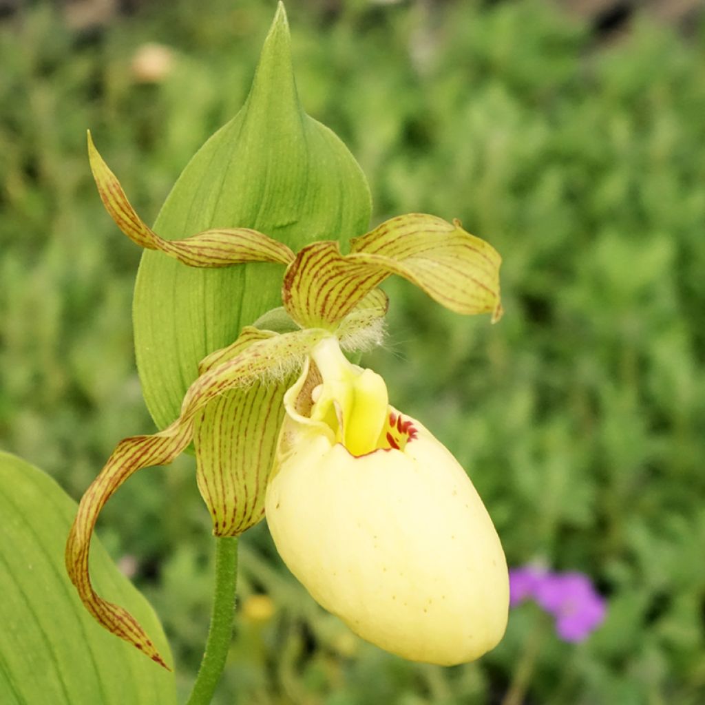 Cypripedium Inge
