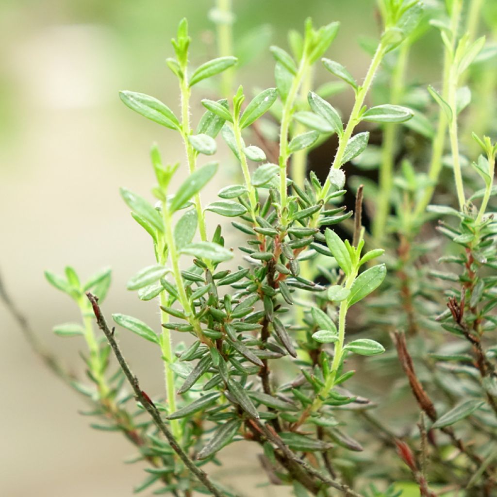 Daboecia cantabrica Purpurea