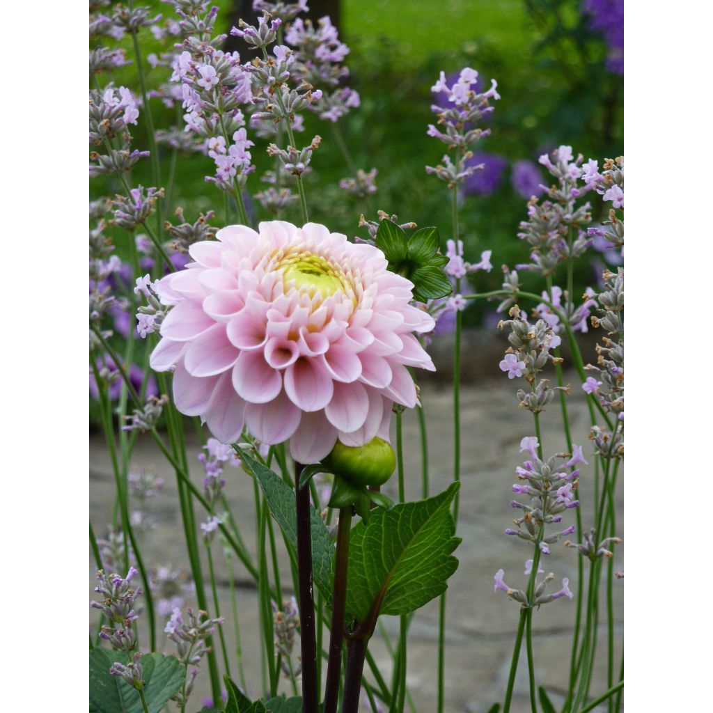 Dahlia Balle Wizard Of Oz