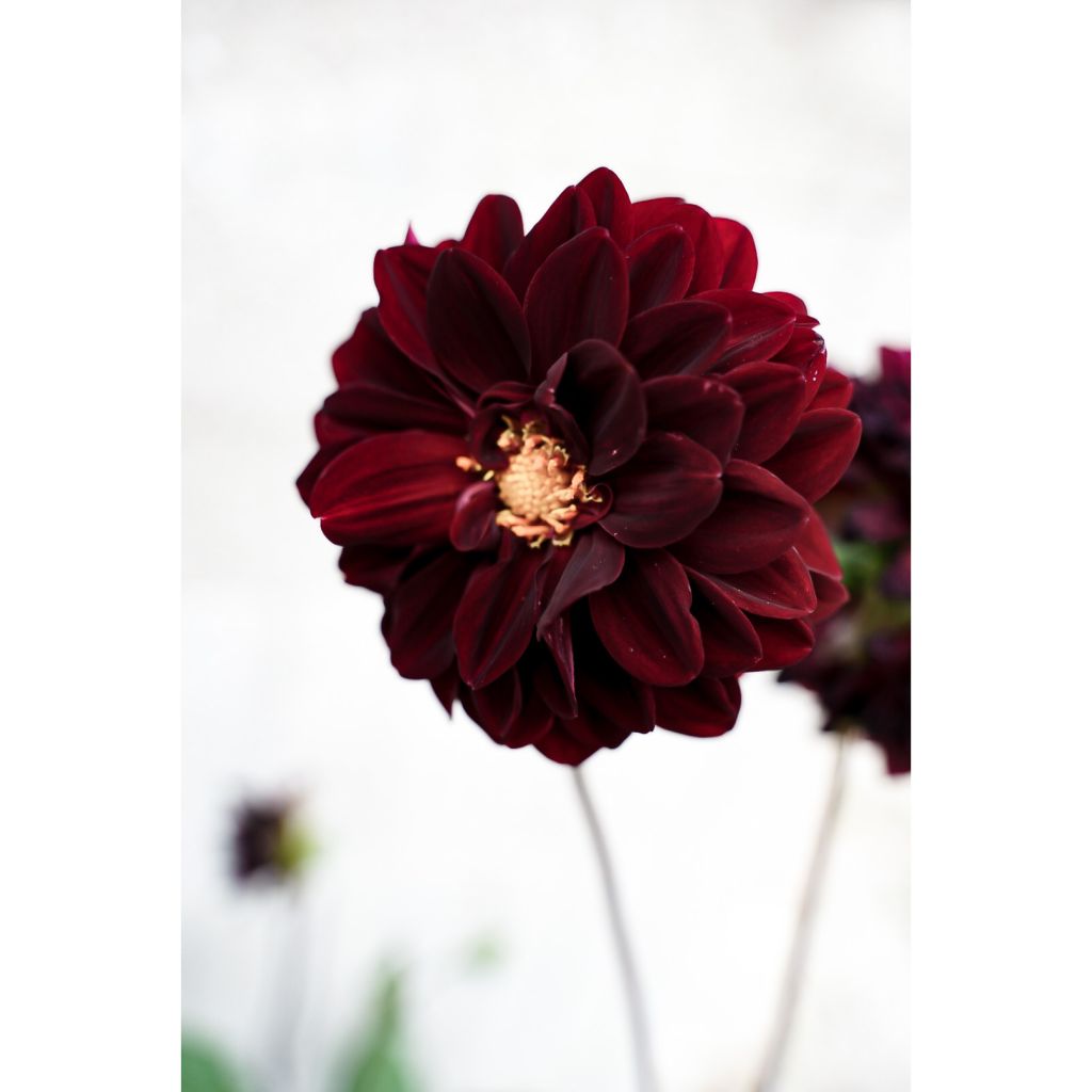 Dahlia décoratif Arabian Night