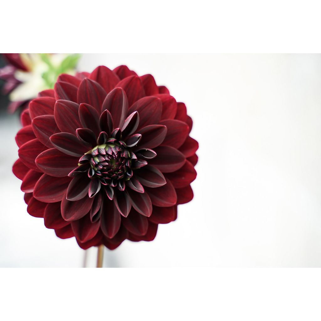 Dahlia décoratif Arabian Night