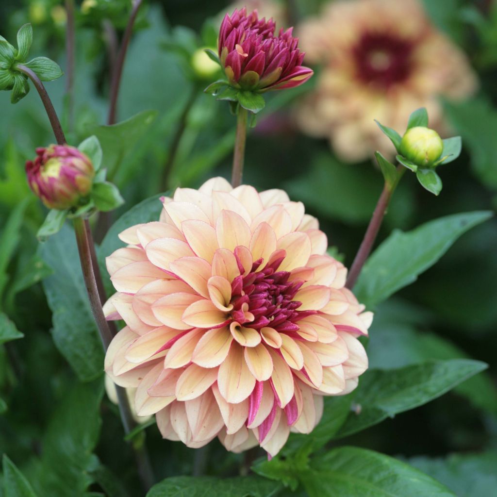 Dahlia décoratif Crème de Cognac
