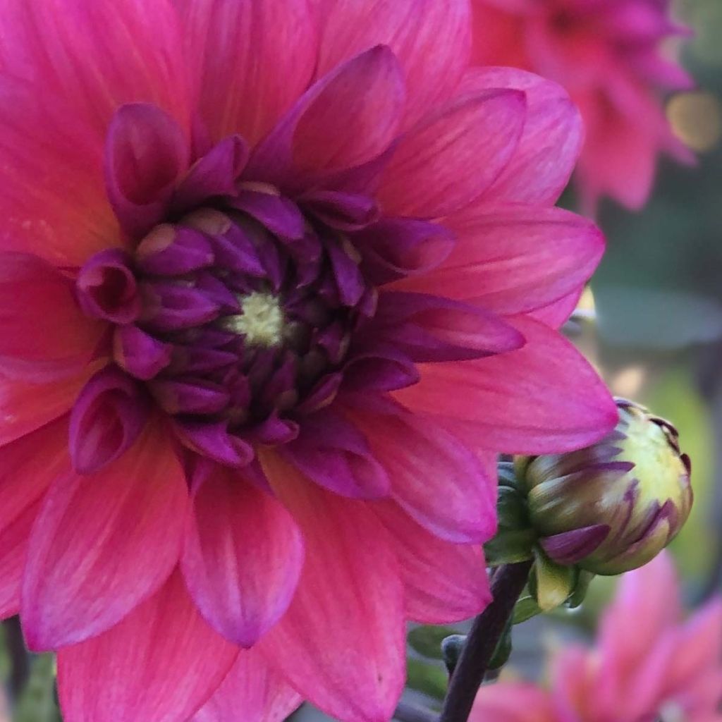 Dahlia décoratif Féline Yvonne