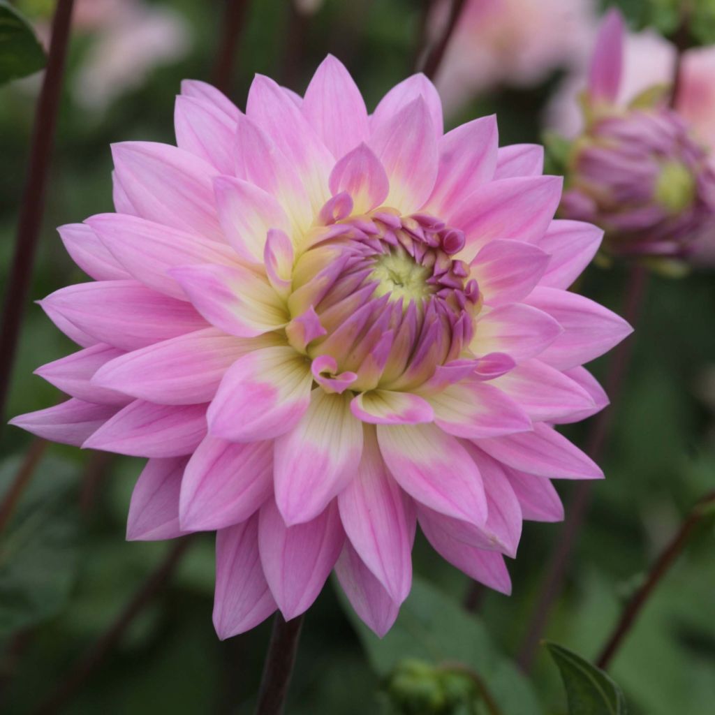 Dahlia décoratif Miss Delilah