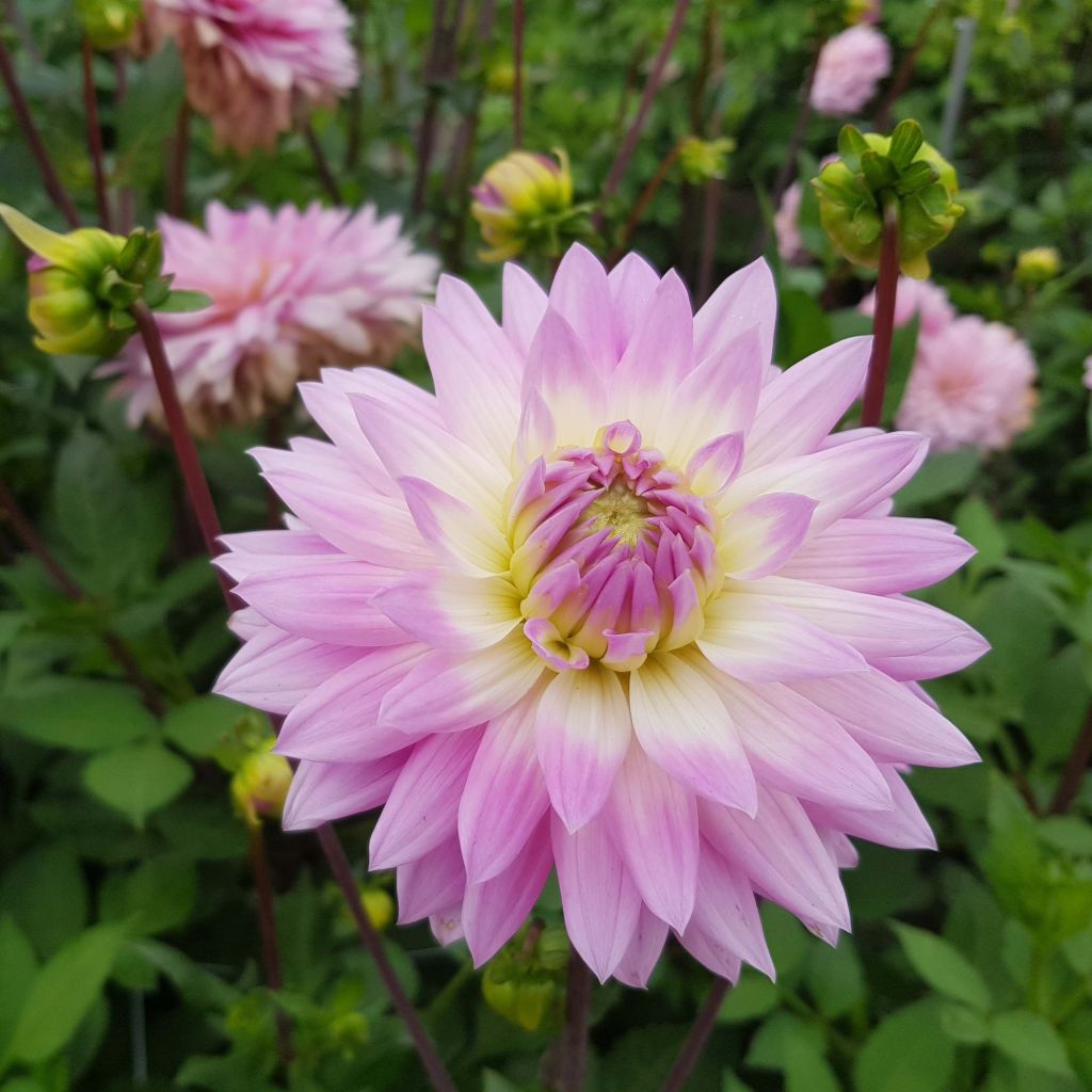 Dahlia décoratif Miss Delilah