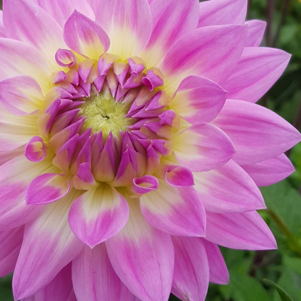 Dahlia décoratif Miss Delilah