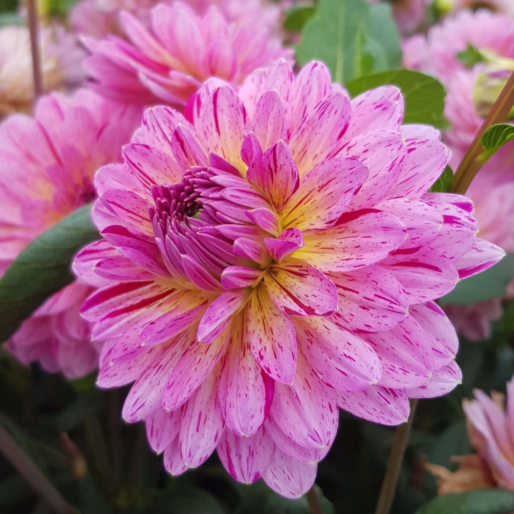 Dahlia décoratif Tropical