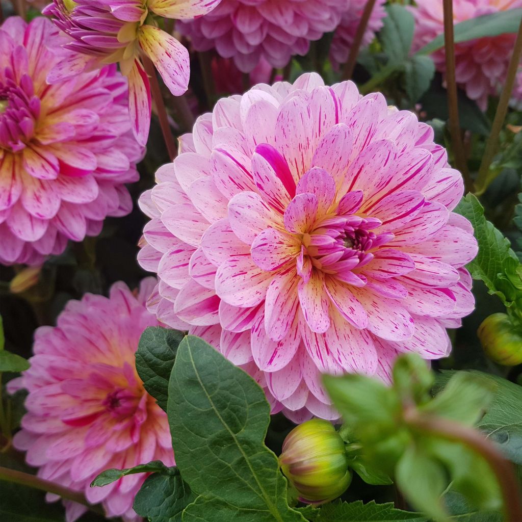Dahlia décoratif Tropical