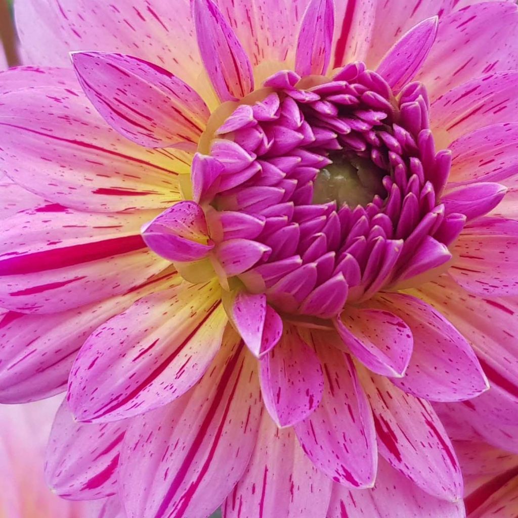 Dahlia décoratif Tropical