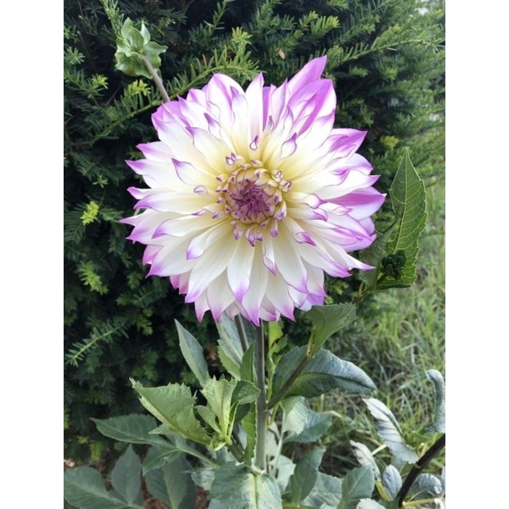 Dahlia décoratif Victoria Ann