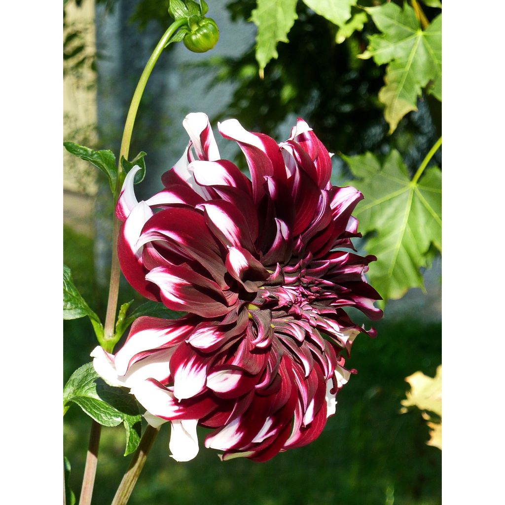 Dahlia géant Tartan