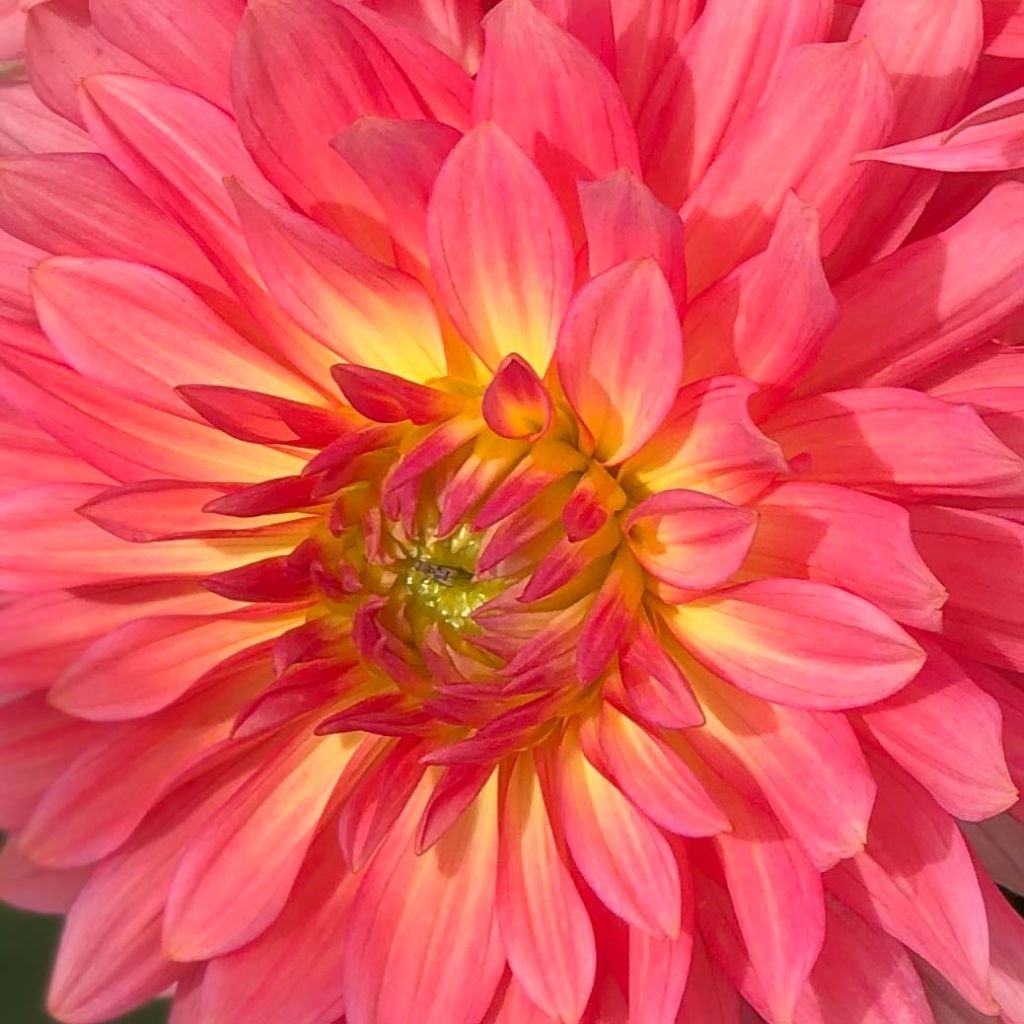 Dahlia nain décoratif Extase