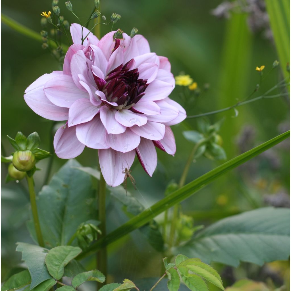 Dahlia décoratif Creme de Cassis