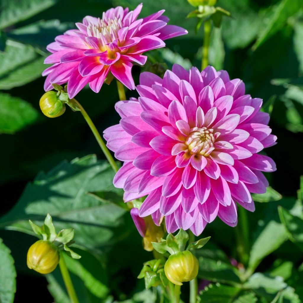 Dália anã Gallery Rambrandt