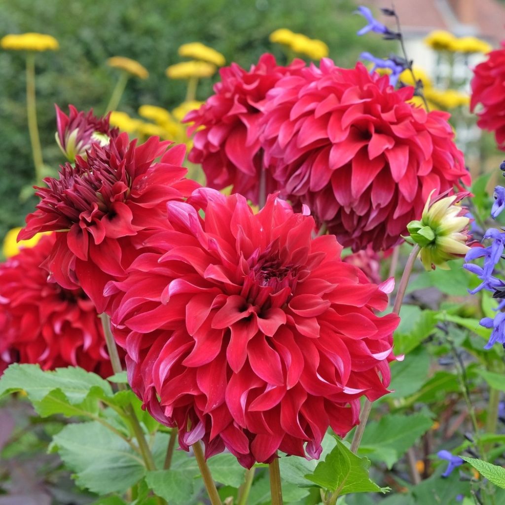 Dália gigante Spartacus