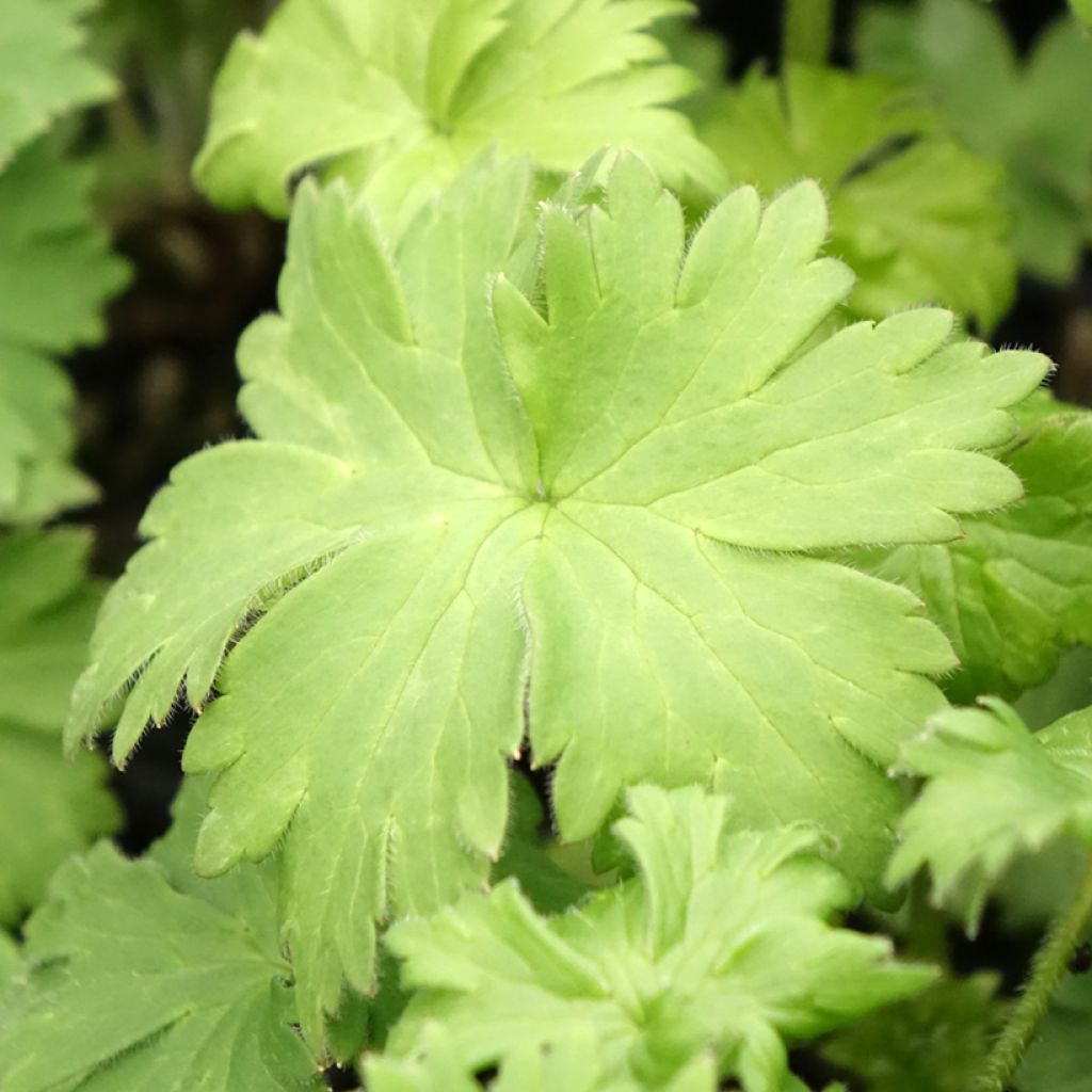 Delphinium Highlander Bolero