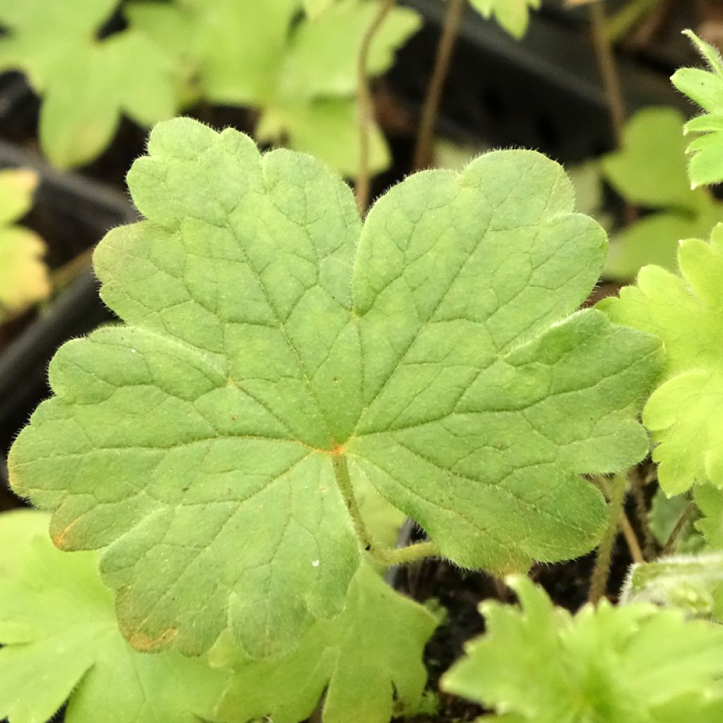 Delphinium Magic Fountain Sky Blue
