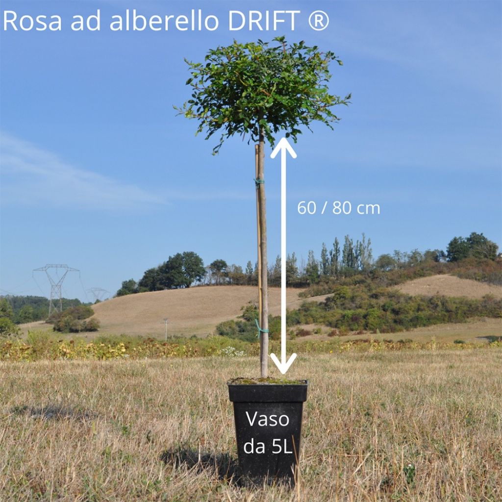 Rosa Pink Drift - Bodembedekkende roos