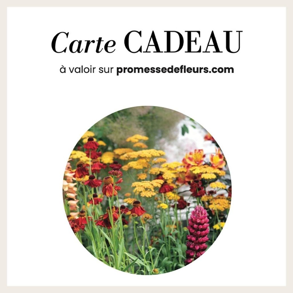 Carte cadeau