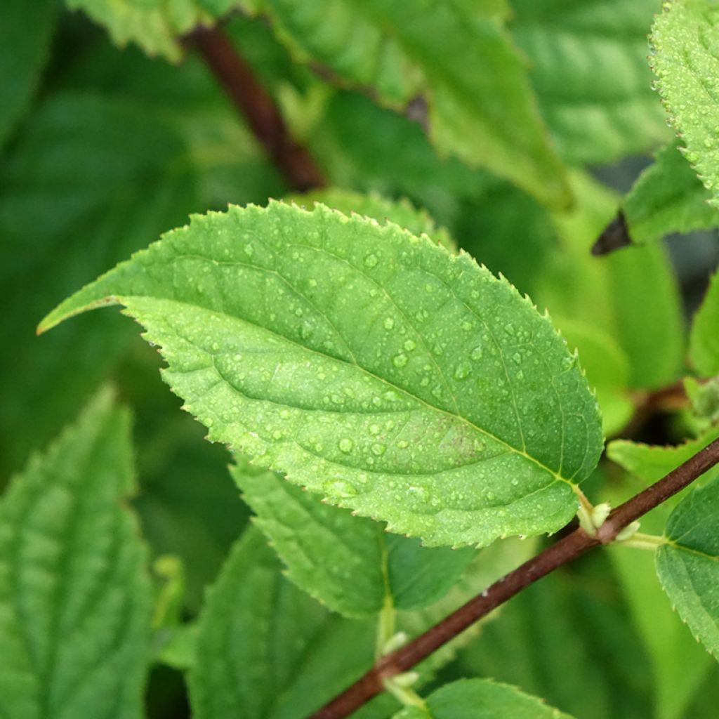 Deutzia Mont Rose - Bruidsbloem