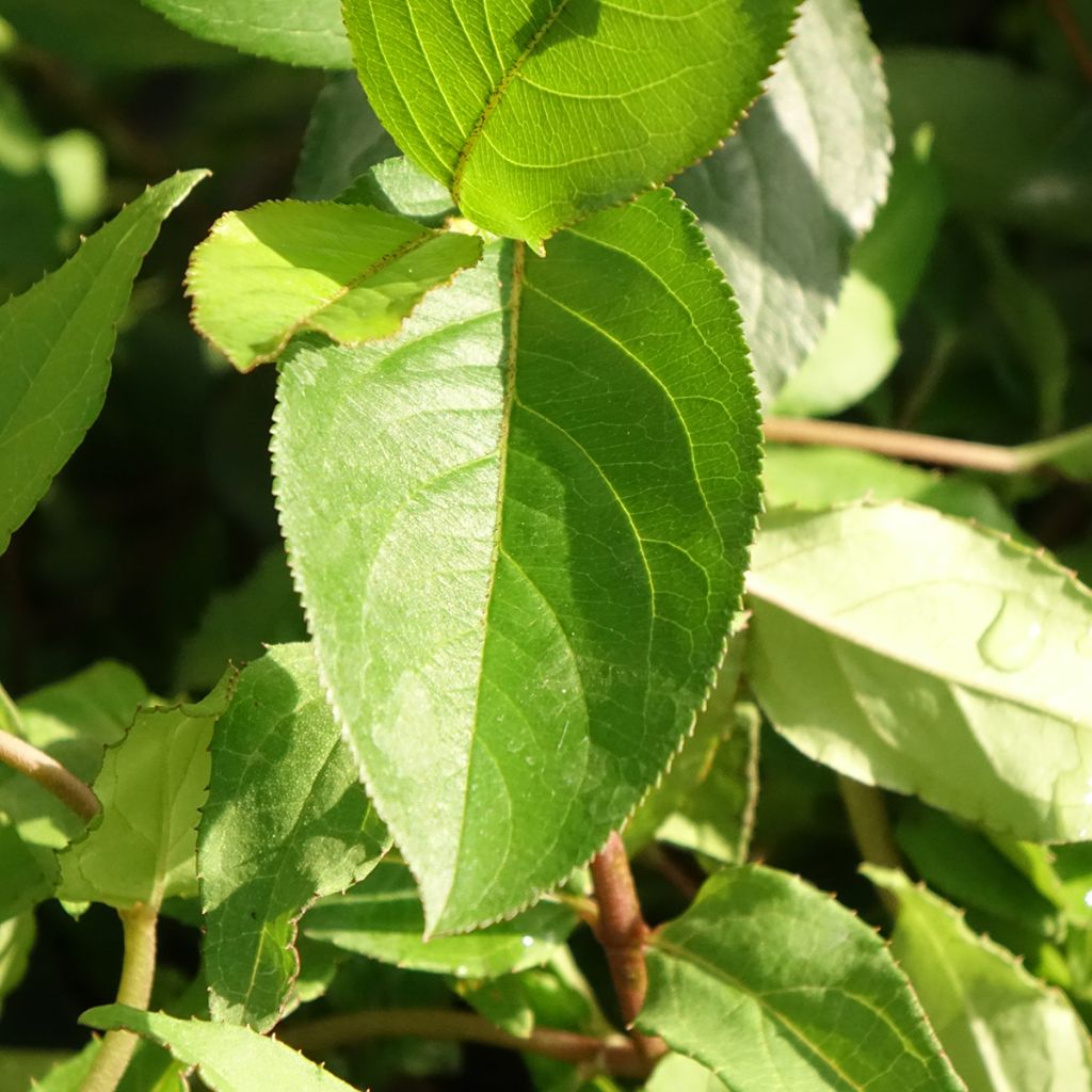 Deutzia scabra Punctata