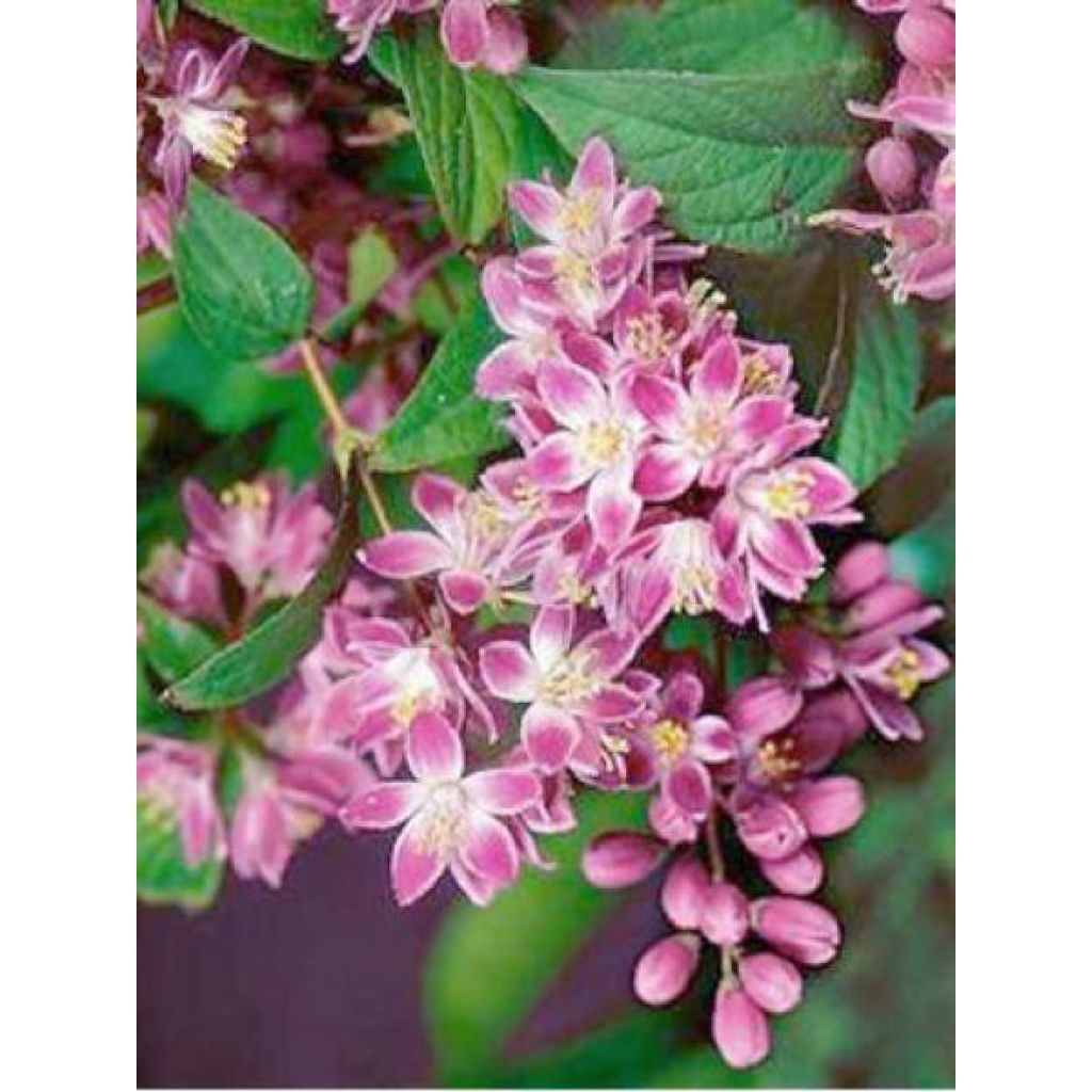 Deutzia hybrida Strawberry Fields hibrido