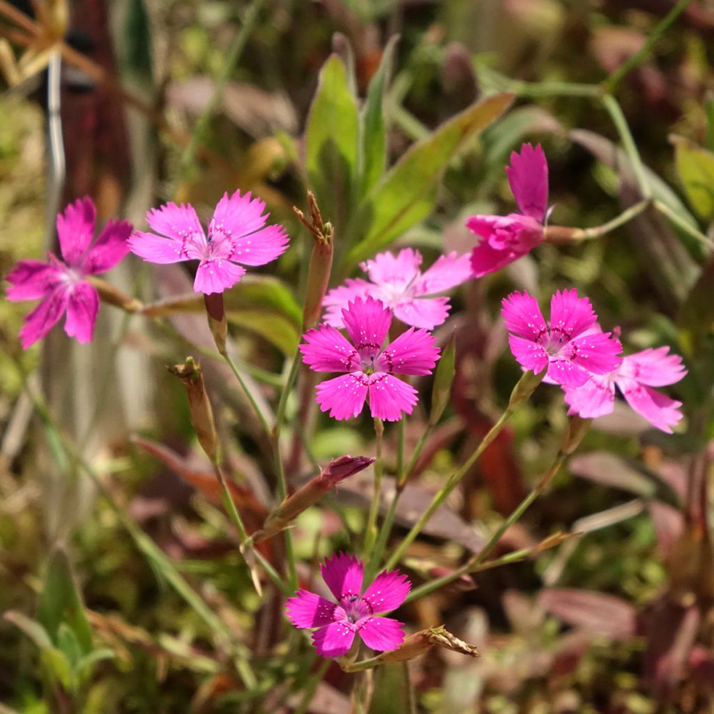 Dianthus deltoides